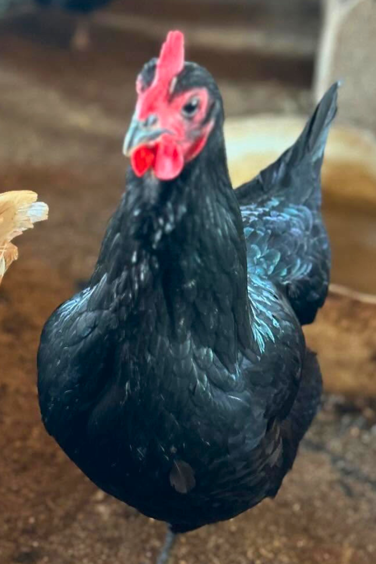 Chicken