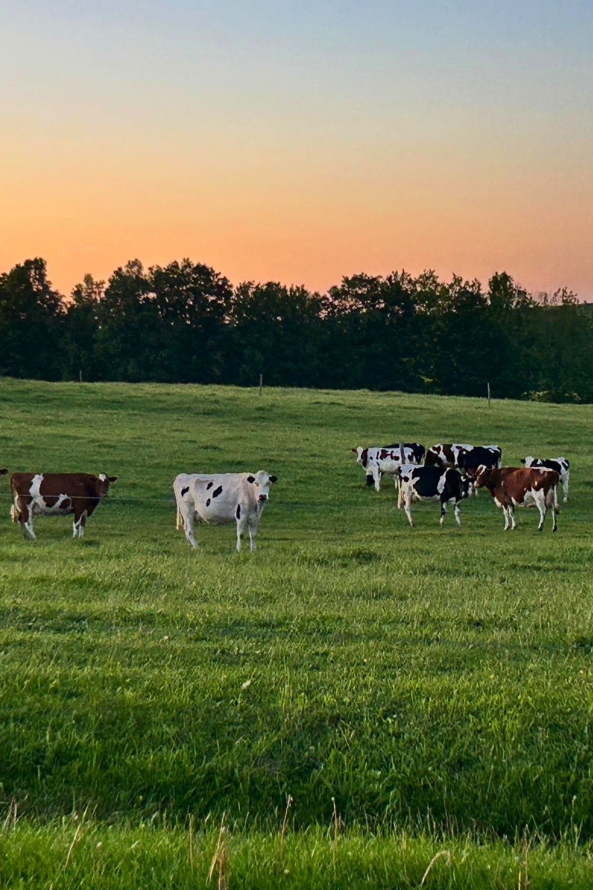 Sunset on the Farm