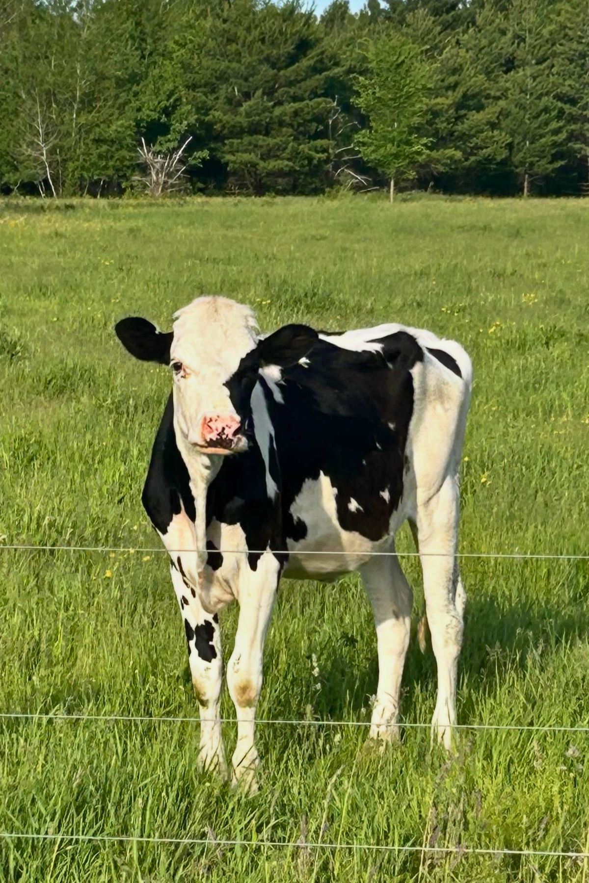 Calf