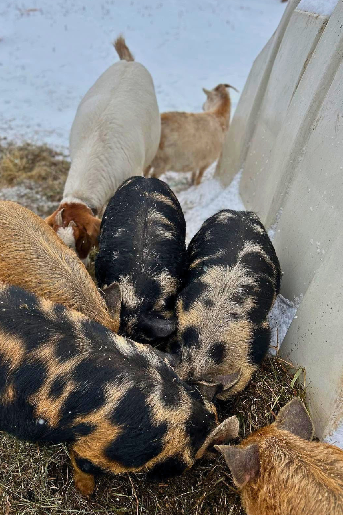 Pigs