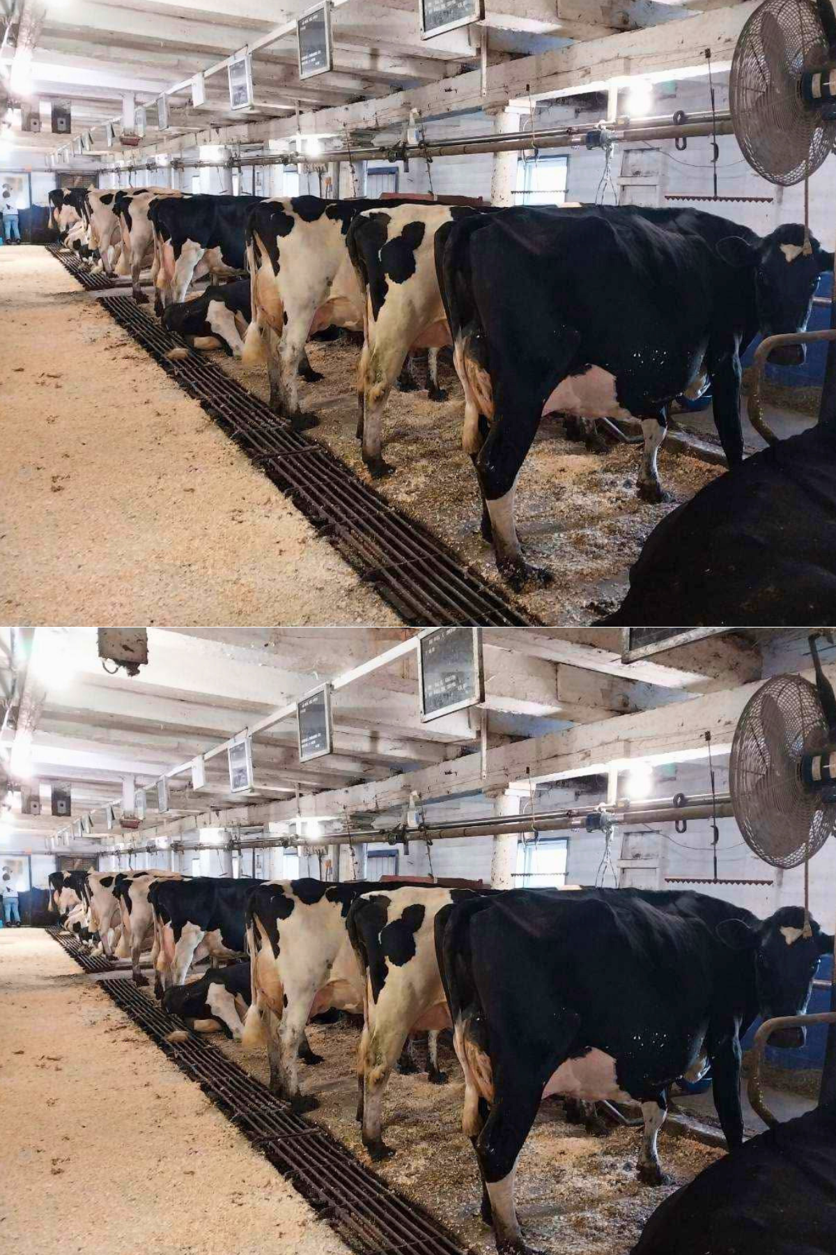 Cows
