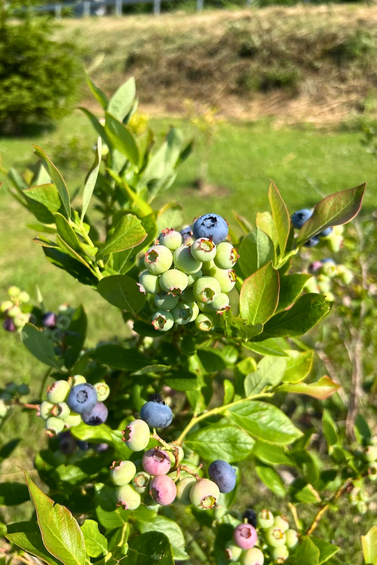 Blueberries