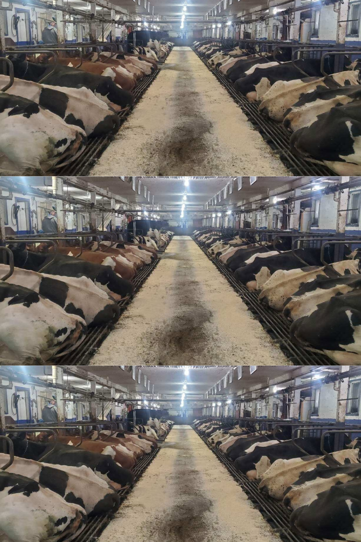 Cows